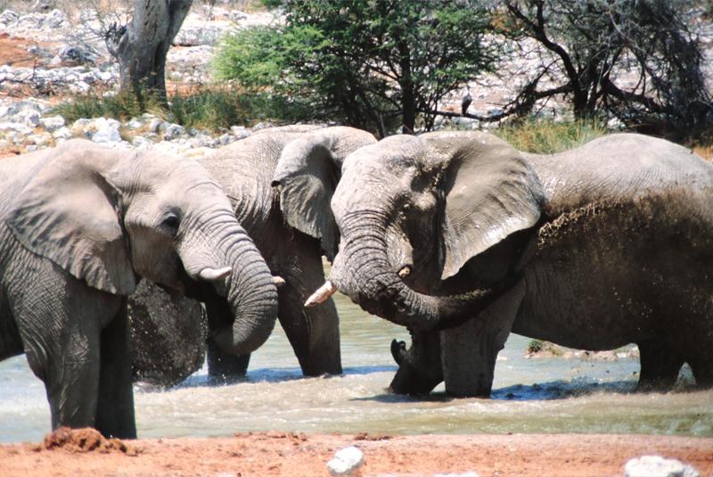 Elefantenherde am Wasser